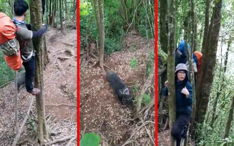 Planinari se našli oči u oči sa ljutom zveri i za sekund su svi bili na drvetu