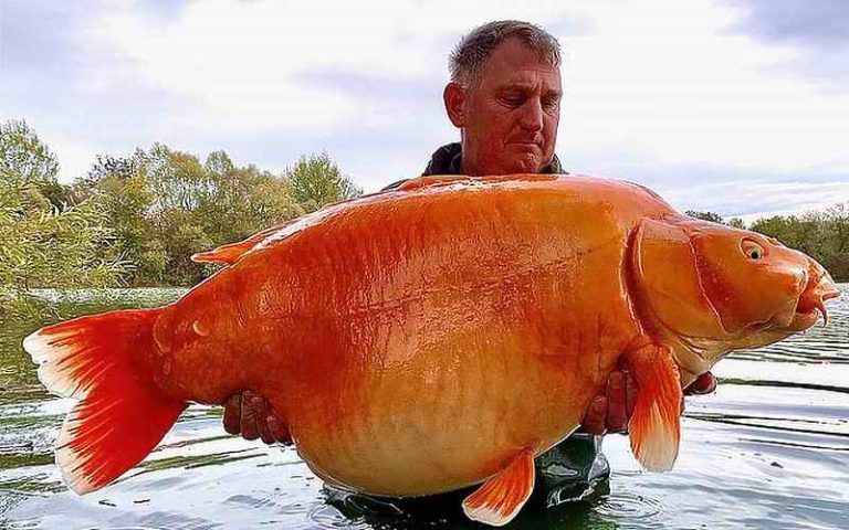Ulovljena zlatna `ribica` teška 30 kilograma