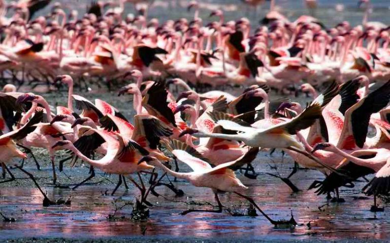 Jezero na kome gospodare flamingosi