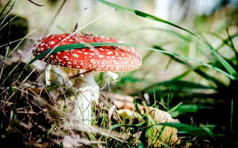Najopasnija bašta na svetu - prepuna biljaka koje ubijaju