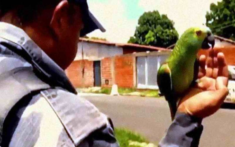Policija uhapsila papagaja kao saučesnika dilera narkotika