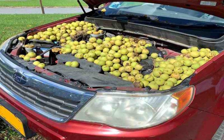Vredna veverica sakrila 70 kilograma oraha u automobil