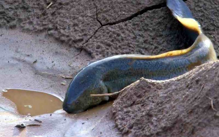 Lungfish riba koja živi na kopnu
