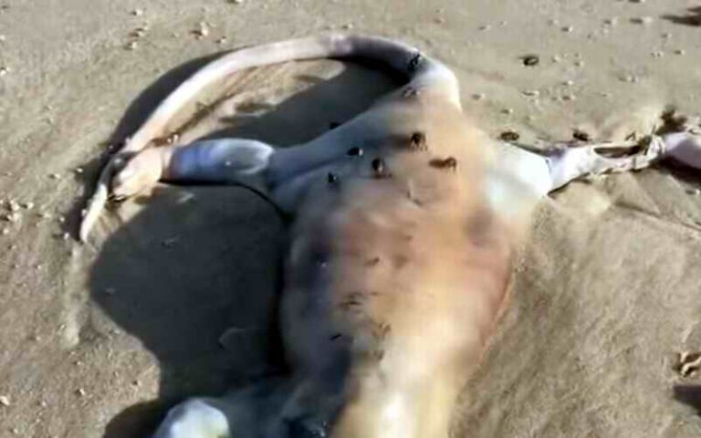Morsko stvorenje koje izgleda kao vanzemaljac sa šiljastim repom pojavilo se na plaži