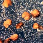 KREIRANI `ŽIVI` ROBOTI KOJI SE MOGU SAMOREPLICIRATI