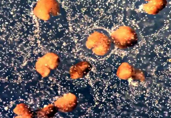 KREIRANI `ŽIVI` ROBOTI KOJI SE MOGU SAMOREPLICIRATI