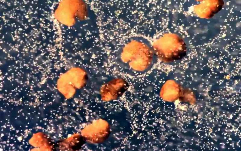 KREIRANI `ŽIVI` ROBOTI KOJI SE MOGU SAMOREPLICIRATI
